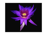 Inner Glowing Water Lily Photographic Print by George Oze