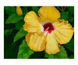 Sunny Delight Giclee Print by Jolly Kornicks