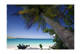 Trunk Bay Palm Tree, St John, US Virgin Islands Fotografie-Druck von George Oze