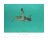 Green Sea Turtle Photographic Print by Neil Bramley