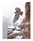 Soaring High Fotografie-Druck von Bill Stephens