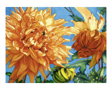 Sunlit Dahlias Reproduction procédé giclée par Jolly Kornicks