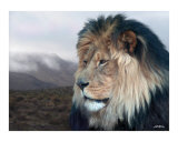 Alone Photographic Print by Bill Stephens