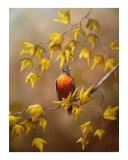 Rouge-gorge américain Reproduction procédé giclée par Sarah Davis