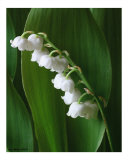 Lilly of the Valley III Photographic Print by Anna Maria Miller Lilly of the Valley III Photographic Print by Anna Maria Miller
