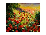 Red Poppies 5607 Giclee Print by Ledent 