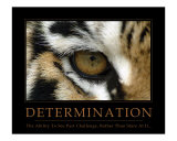 Determination - Eye of the Tiger Fotografisk tryk af Neil Bramley Determination - Eye of the Tiger Fotografisk tryk af Neil Bramley