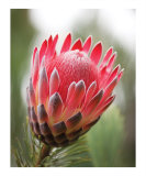 Sugarbush Protea Fotografisk trykk av Eva Browning