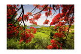 Tamarind Bay View, Culebra Island, Puerto Rico Photographic Print by George Oze