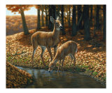 Autumn Innocence 1 Reproduction procédé giclée par Crista Forest