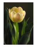 Stephanies Yellow Tulip Photographic Print by Susan Parslow