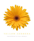 Yellow Gerbera Photographic Print by Neil Bramley