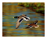 Golden Pond Giclee Print by Crista Forest