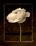 Beauty Endures I Poster by Lin Christopher Beauty Endures I Poster by Lin Christopher