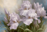 White Iris Elegance II Póster por Igor Levashov White Iris Elegance II Póster por Igor Levashov
