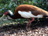 Crested Ibis, Zoological Garden in Cologne, Germany Photographie par Hermann J. Knippertz