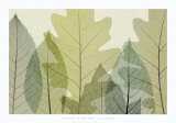 Six Leaves Poster von Steven N. Meyers