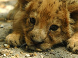 Lion Cub, Budapest, Hungary Photographic Print by Bela Szandelszky