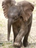 Baby Elephant's First Public Appearance, Zoo of Berlin, Berlin, Germany Photographie par Michael Sohn