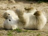 Polar Bear Cub, Berlin, Germany Fotografisk trykk av Franka Bruns
