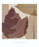 Four Leaves II Póster por Steven N. Meyers