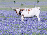Longhorn Grazing on Bluebonnets, Midlothian, Texas Lámina fotográfica por Pat Sullivan