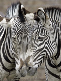 Sebras on Earth Day, Franklin Park Zoo, Boston, Massachussets Photographie par Michael Dwyer