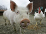Pigs across America, Ravenna, Ohio Photographie par Amy Sancetta