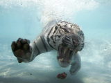 Odin the Tiger, Vallejo, California Photographic Print by Eric Risberg
