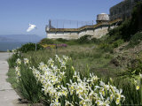 Egret Flies over the lawns of Alcatraz, San Francisco, California Photographic Print by Eric Risberg