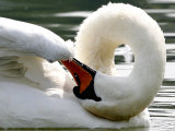 Swan on the river Rhine near Breisach, Germany Fotografisk tryk af Winfried Rothermel
