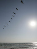 Pelicans Pass over Boca Chica, Texas Photographic Print by Eric Gay