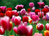 Rain Drops Twinkle on Blooming Tulips on a Field near Freiburg, Germany Photographie par Winfried Rothermel