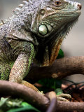 Green Iguana at Exotic Animal Exhibition, Sofia, Bulgaria Photographic Print by Petar Petrov
