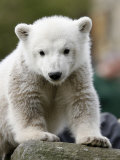 Sick Polar Bear Cub, Berlin, Germany Lámina fotográfica por Michael Sohn