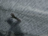 2007 America's Cup Sailing, Valencia, Spain Photographie par Bernat Armangue