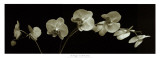 Orchid Spray Láminas por J.k. Driggs Orchid Spray Láminas por J.k. Driggs