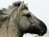 Wild Horse Konik, Geltinger Birk Reserve, Germany Photographic Print by Heribert Proepper