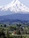 Mount Hood over Houses Scattered amongst Orchards and Firs, Pine Grove, Oregon Photographic Print by Don Ryan