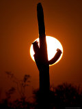Saguaro Cactus Sunset, Picacho Peak, Arizona Photographic Print by Matt York