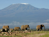 Elephants Backdropped by Mt. Kilimanjaro, Amboseli, Kenya Photographie par Karel Prinsloo