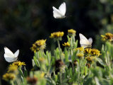 Butterflies Land on Wild Flowers at Boca Chica, Texas Photographie par Eric Gay
