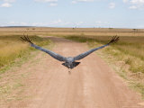Karibu over a Dirt Road, Masai Mara Wildlife Reserve, Kenya Lámina fotográfica por Vadim Ghirda Karibu over a Dirt Road, Masai Mara Wildlife Reserve, Kenya Lámina fotográfica por Vadim Ghirda