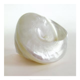 Shell II Posters by Darlene Shiels