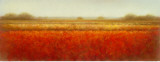 Field of Poppies Posters by Hans Dolieslager