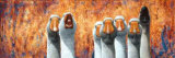 Les Choristes Prints by Ginette Berthiaume