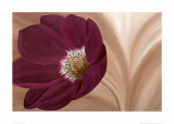 Velvet Anemone Affiches par Kaye Lake
