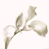 Cala Lilies I Prints by C. Sands