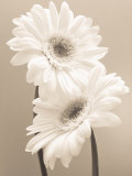 Two Daisies Posters af Carol Sharp