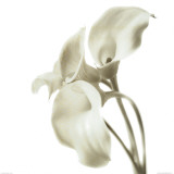 Cala Lilies II Poster by C. Sands
